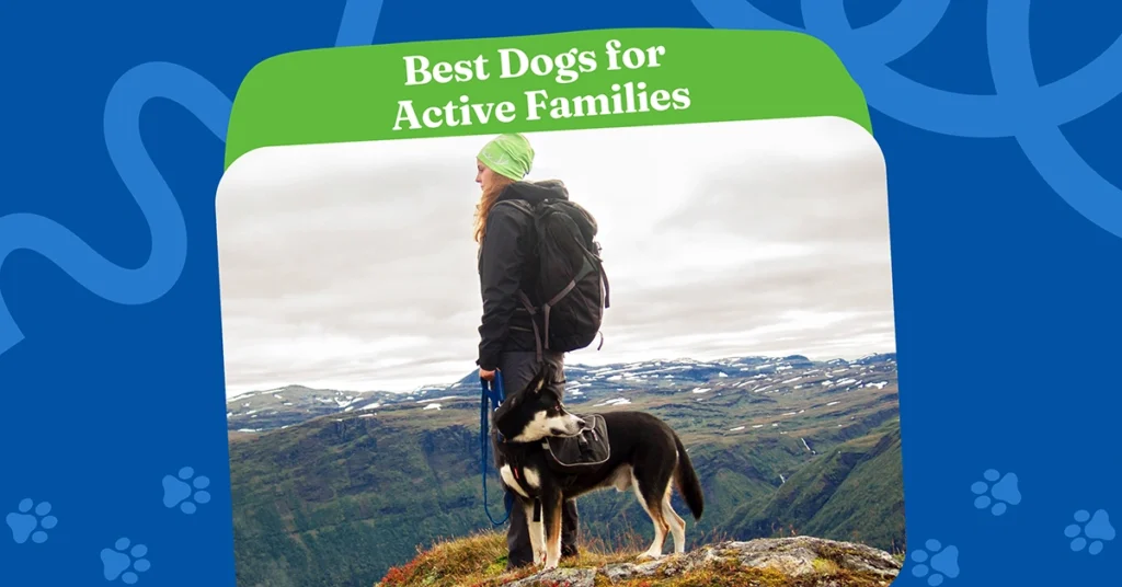 For families who love the outdoors, these high-energy dog breeds make perfect hiking partners. Whether climbing trails or exploring mountains, dogs like Border Collies and Huskies bring joy and endurance to every adventure.
