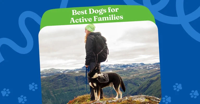For families who love the outdoors, these high-energy dog breeds make perfect hiking partners. Whether climbing trails or exploring mountains, dogs like Border Collies and Huskies bring joy and endurance to every adventure.