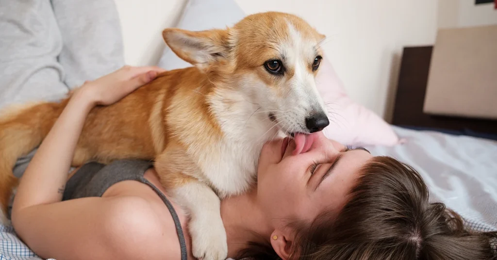 Dog lovingly licking the face of a woman while she lies on the bed