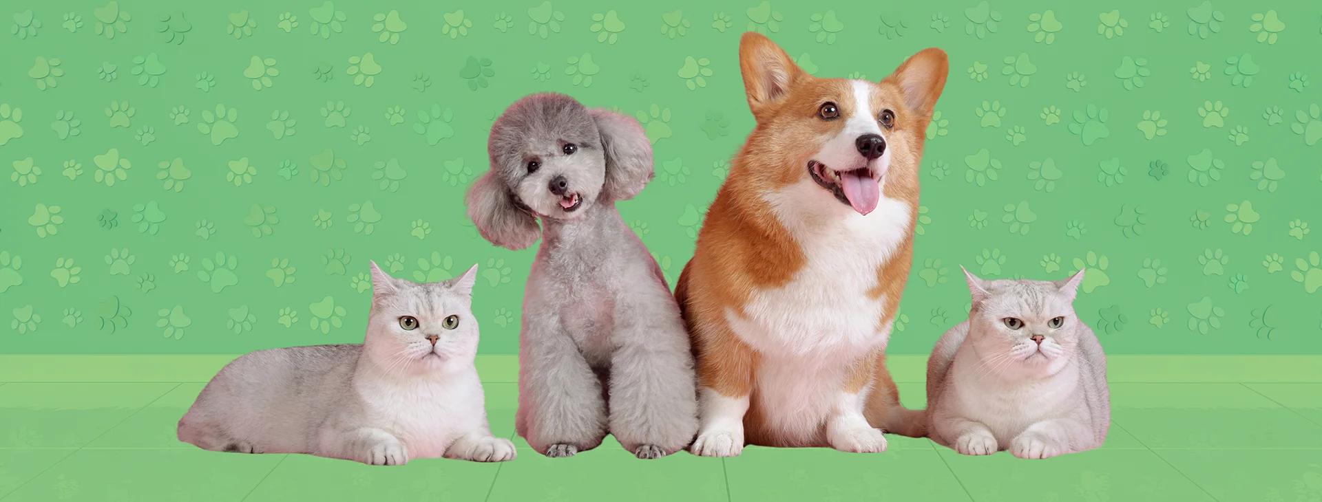 Earth Paw Pets Contact Us