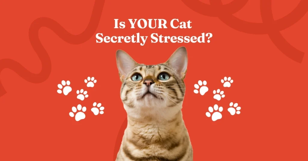 Is your cat secretly stressed? Earth Paw Pets guide to feline anxiety signs and natural calming solutions