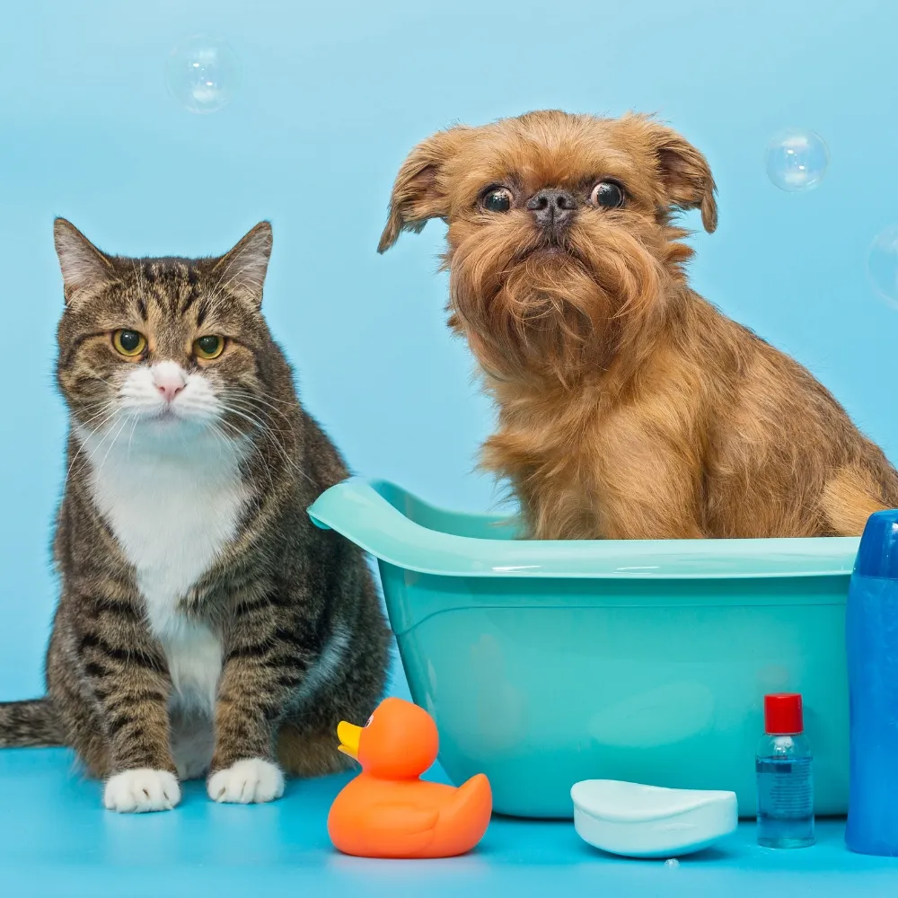 Pet Grooming