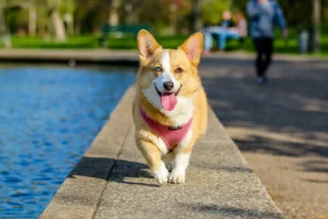 Top 10 Dog Breeds for Active Families