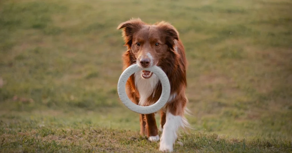 A playful Border Collie running on green grass while carrying a toy, enjoying an outdoor play session.