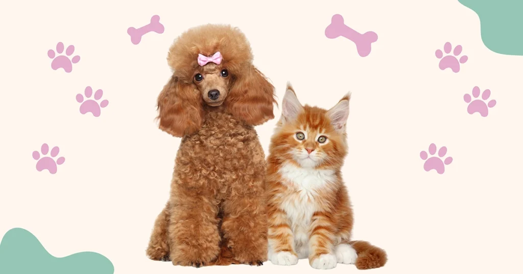 Cute poodle dog with pink bow sitting next to fluffy orange kitten