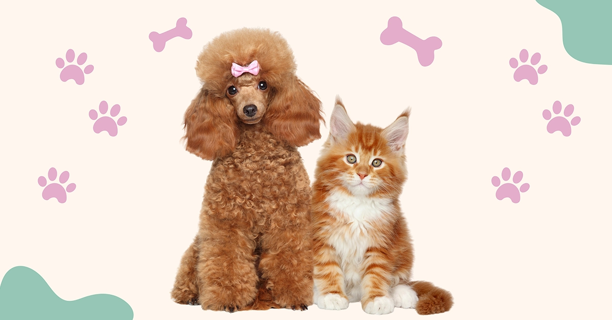 Cute poodle dog with pink bow sitting next to fluffy orange kitten