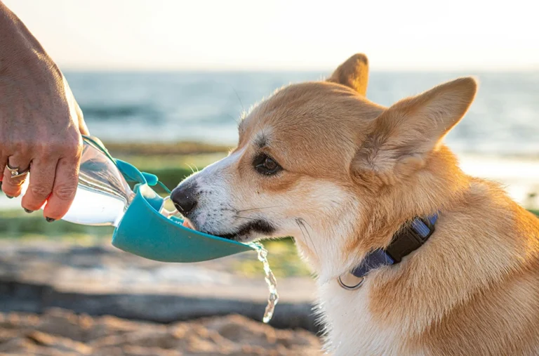 Brown and white dog drinking water from a plastic bottle outdoors