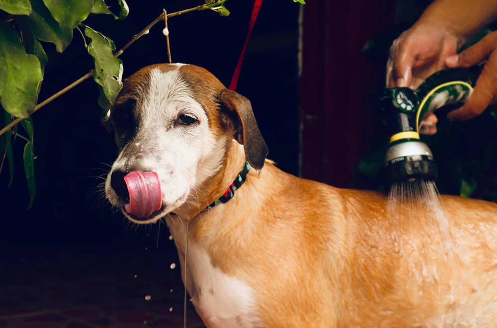 Happy dog receiving a refreshing bath with a handheld shower outdoors