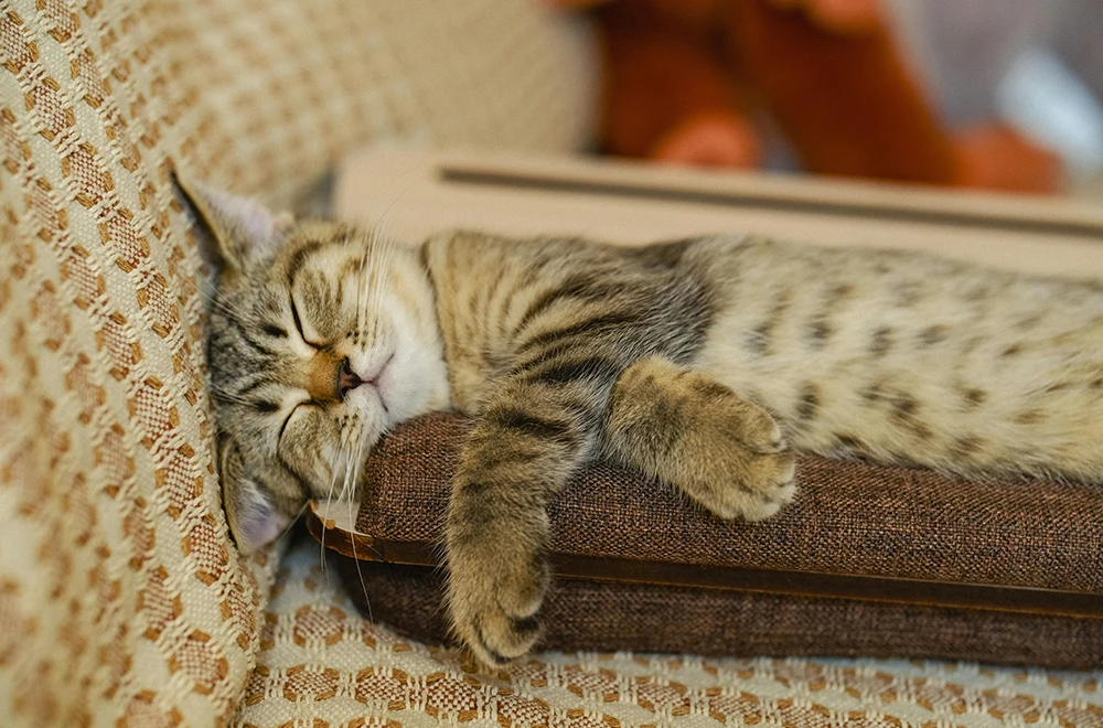 Cute tabby kitten sleeping peacefully on a patterned sofa cushion