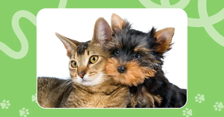 Tabby cat and Yorkshire Terrier puppy cuddling, symbolizing essential pet care and friendship.