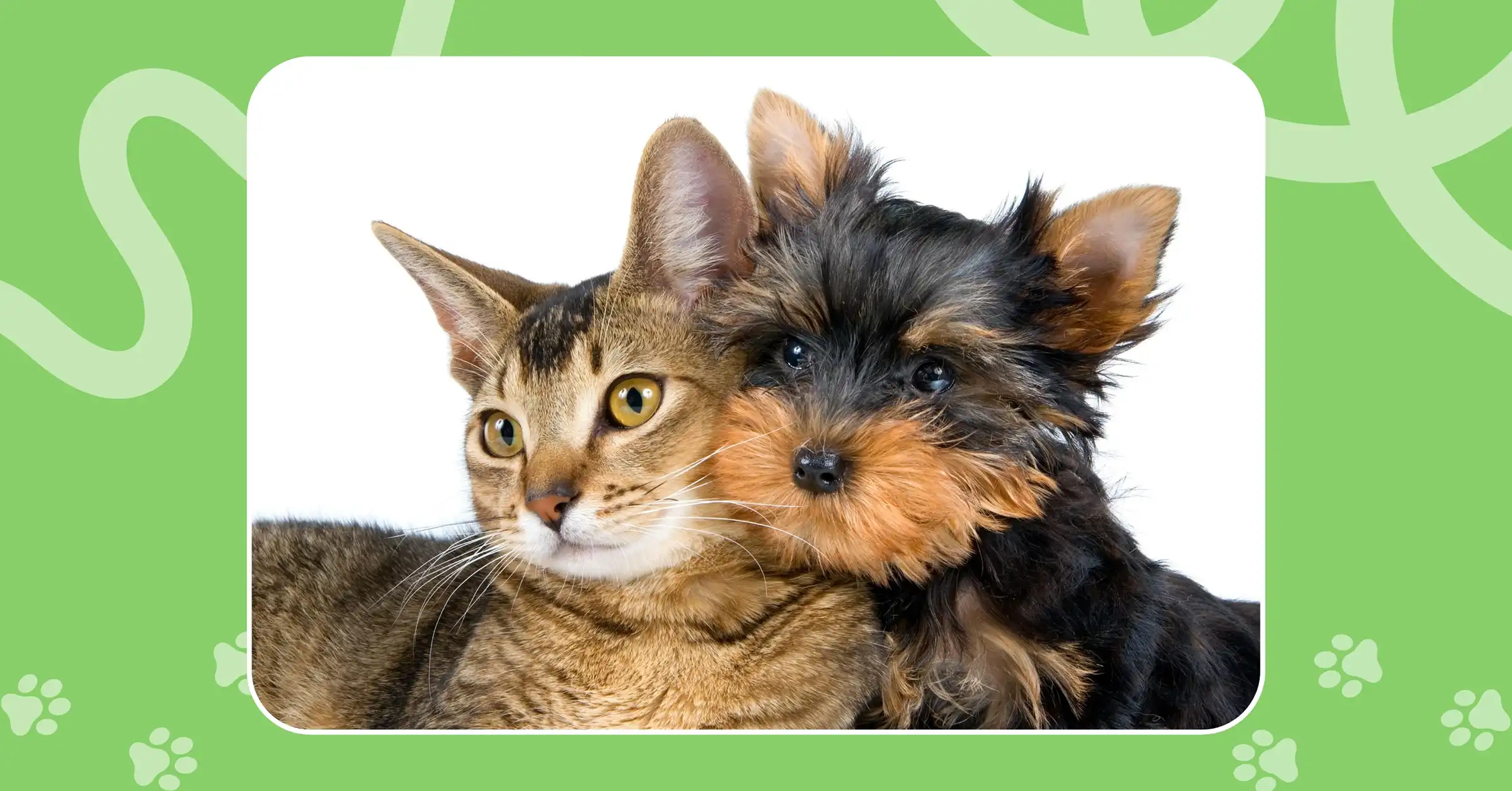Essential Pet Care Guide
