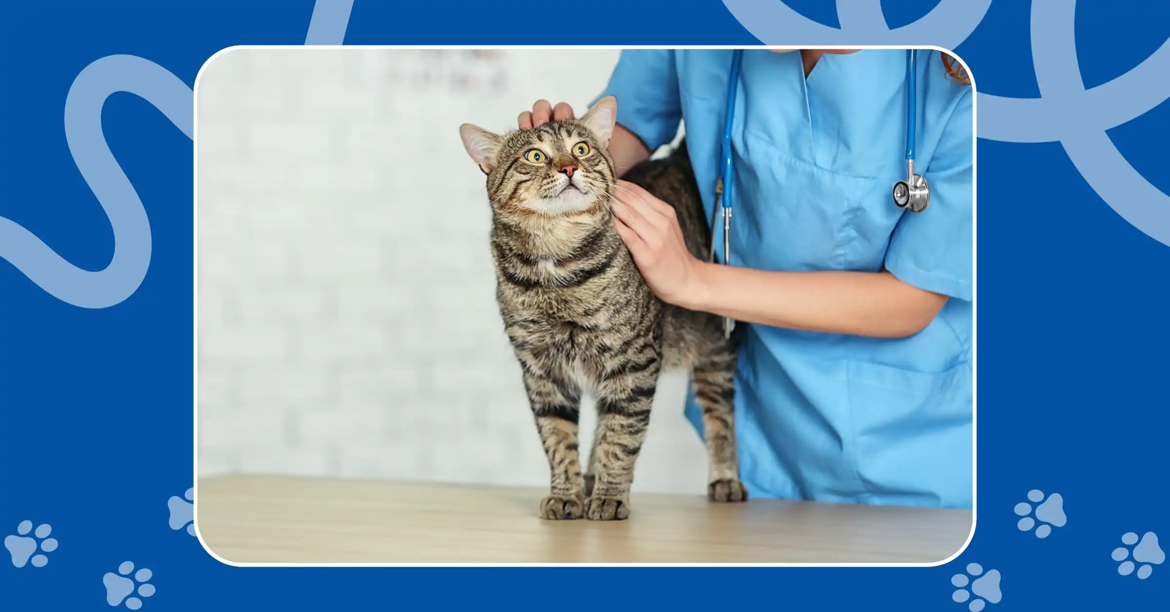 Veterinarian doctor checking cat at a vet clinic by Pixelshot