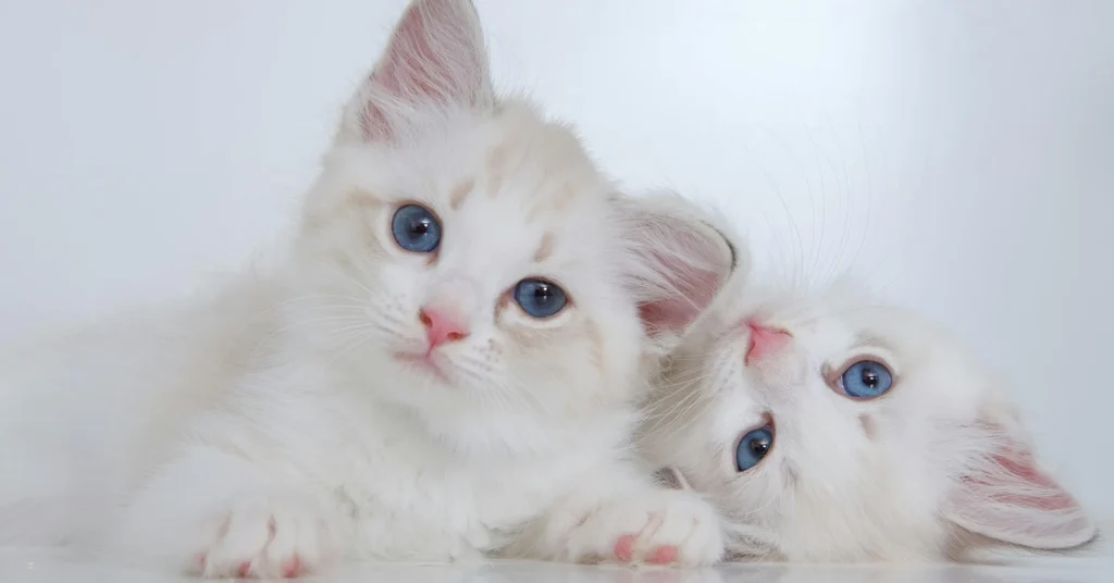 Two fluffy white kittens with blue eyes