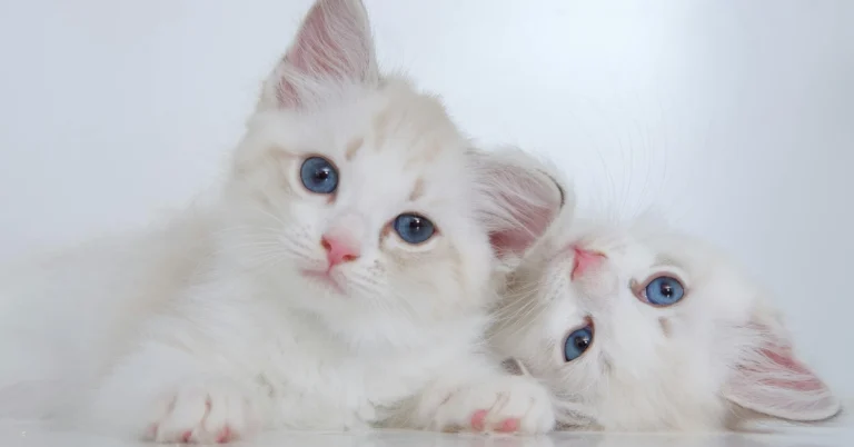 Two fluffy white kittens with blue eyes