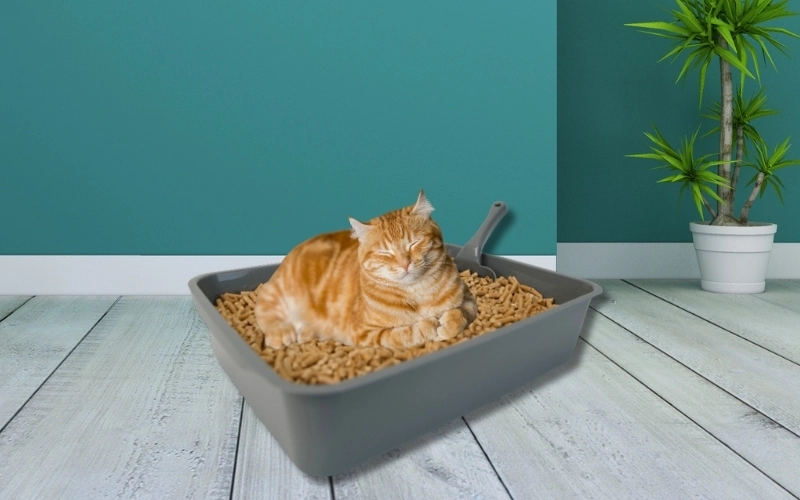 Eco-friendly pine pellet cat litter close up