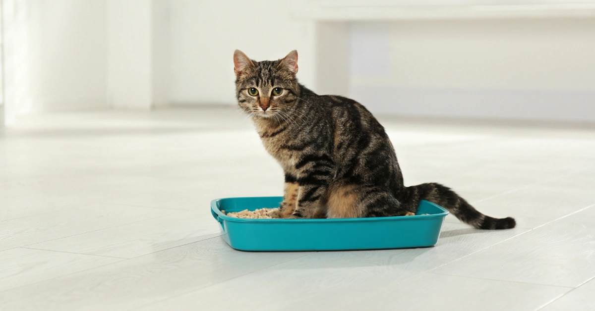 Tabby cat using eco-friendly litter box at home