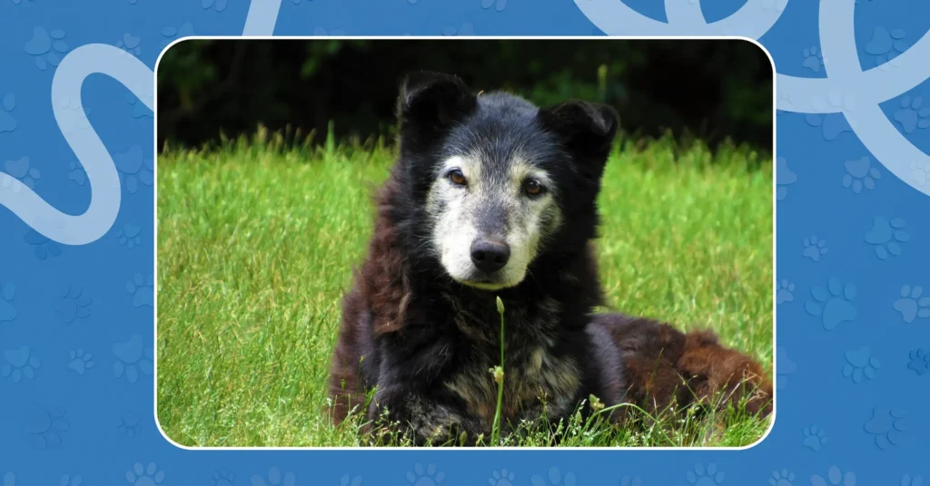 Senior black dog with a gray muzzle lying in green grass