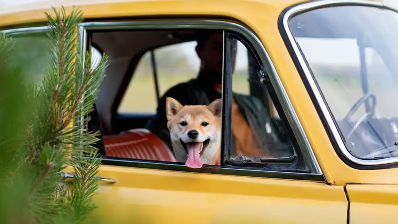 Dog sitting safely inside a car during a road trip
