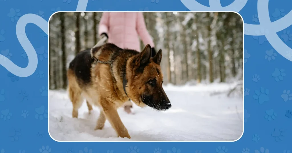 Dog walking safely in snow with paw protection