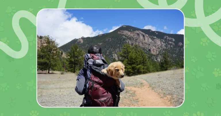 Dog traveling in a carrier during outdoor journey