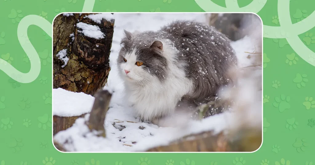 Gray and white cat walking in snow with snowflakes on its fur