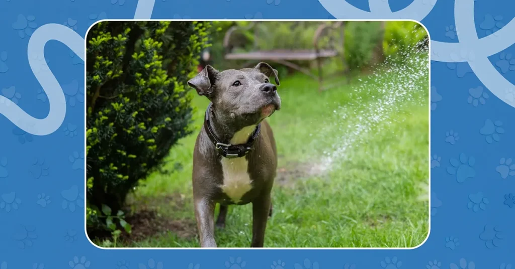 A grey pit bull terrier playing with water in a pet-safe garden.