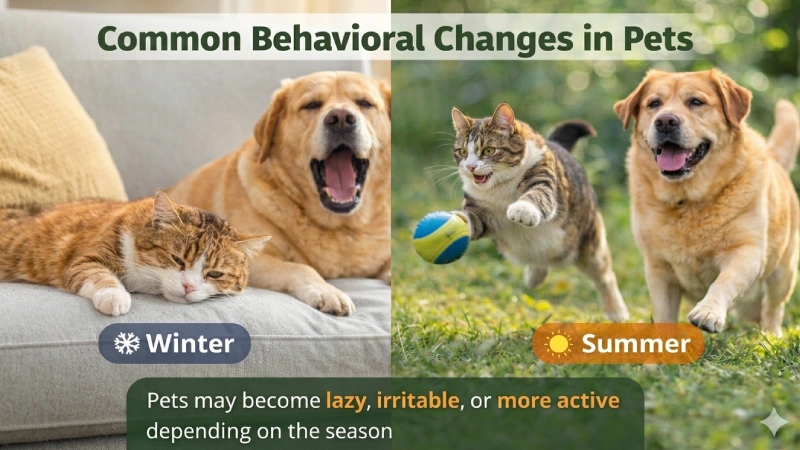 pet behavior changes seasonal lazy hyper active dog cat